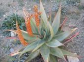 About 50 Photos subset, Arizona Snowbird Adventure